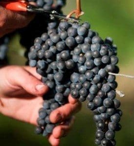 Grenache